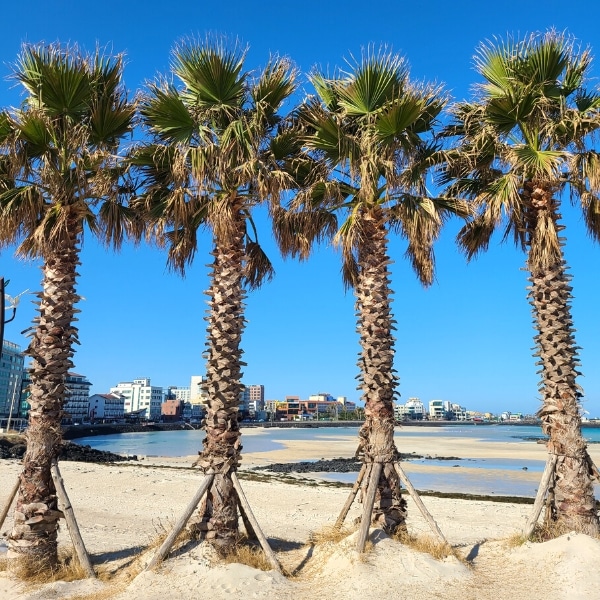 Palm trees on Jeju Island in winter