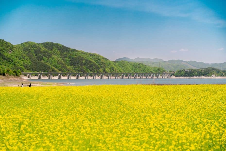 Canola Flowers At Yongdamho Lake Korea