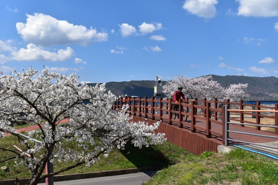 Man cycling in Korea past cherry blossom trees