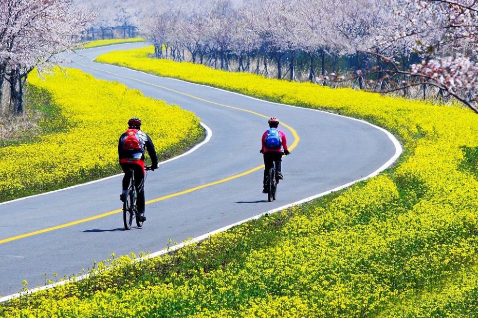 People cycling in Korea with cherry blossoms and canola flowers