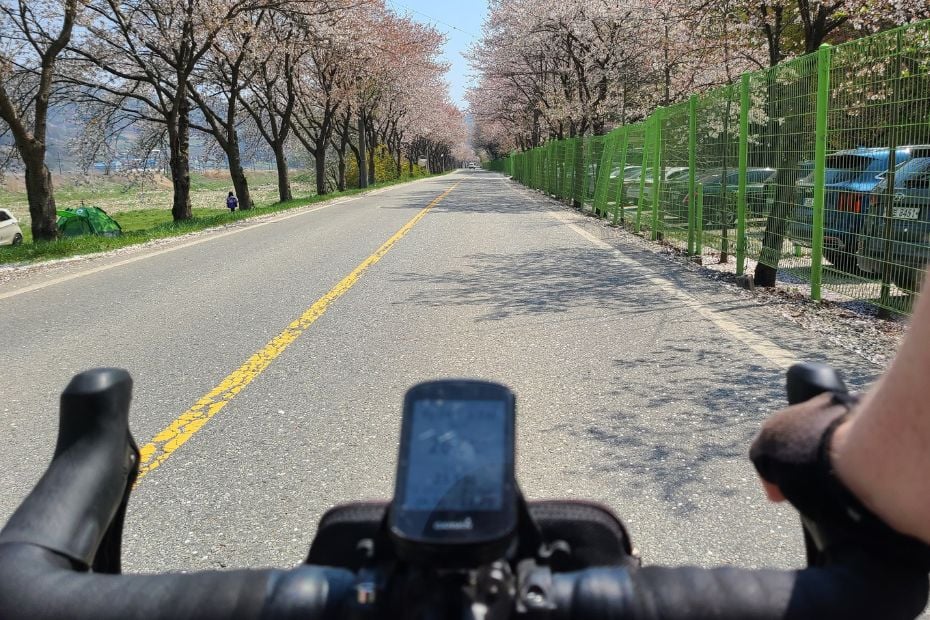 Person cycling along a cherry blossom road in Korea