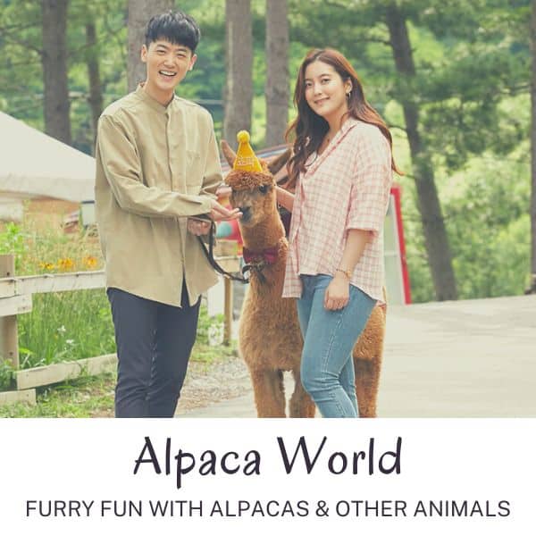 Alpaca world attraction in Korea