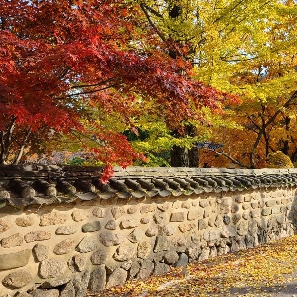 Autumn In Korea Temple Wall Autumn Foliage