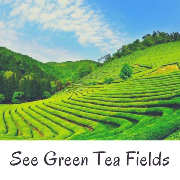 Boseong Green Tea Fields In Korea