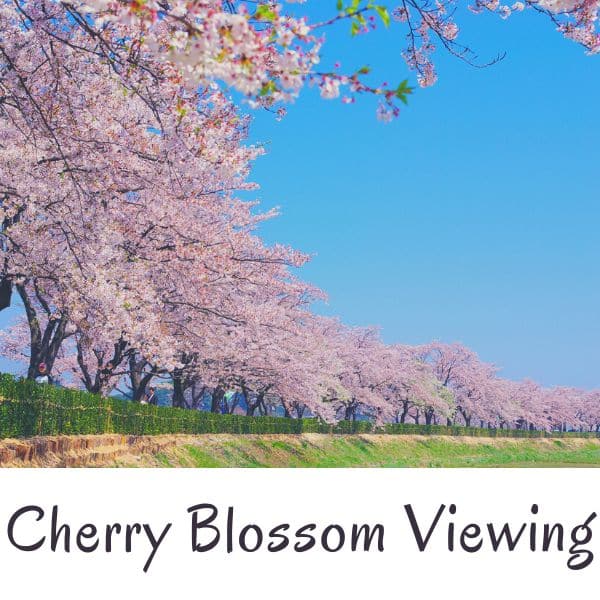 Cherry blossom viewing in Korea