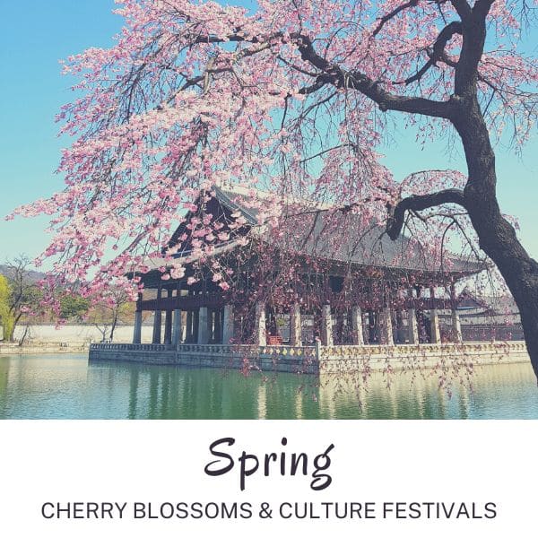 Cherry blossoms at gyeongbokgung palace spring korea