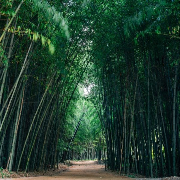 Damyang Bamboo Forest in Southern Korea