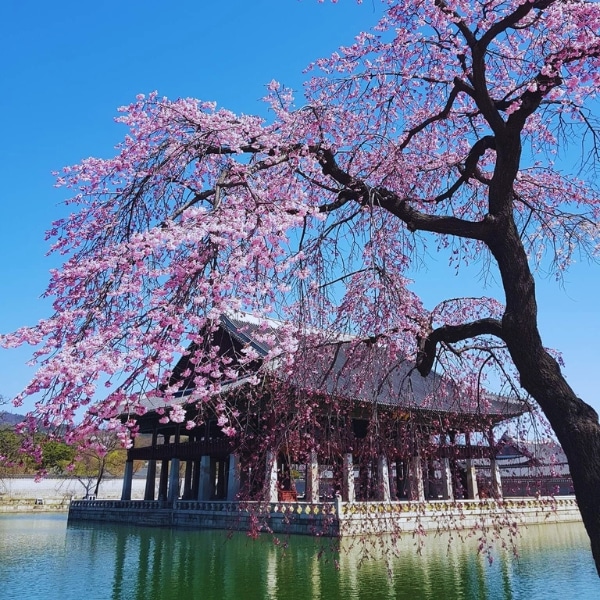 Spring In Korea Cherry Blossoms Gyeongbokgung Palace