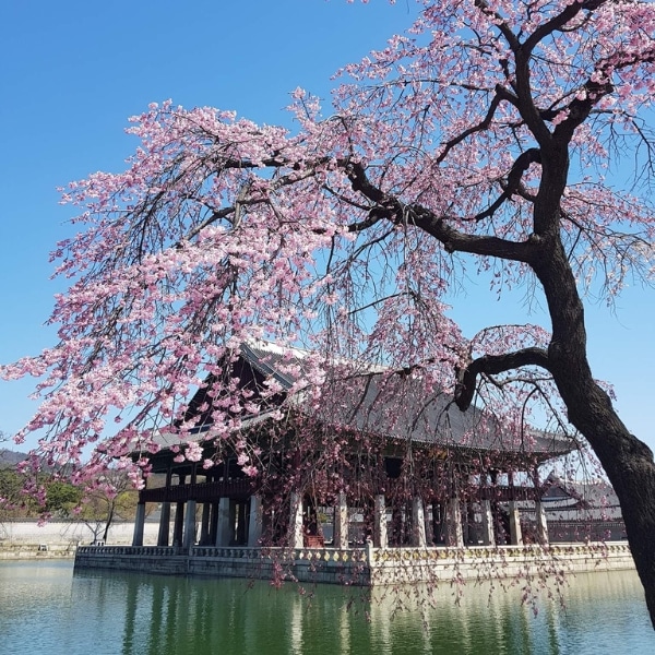 Spring In Korea Gyeongbokgung Palace