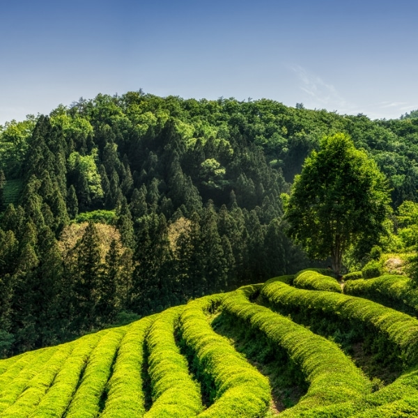 Summer In Korea Boseong Green Tea Fields
