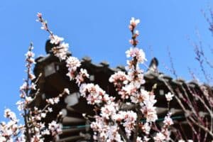 Best Korean Spring Festivals Cherry Blossoms And More