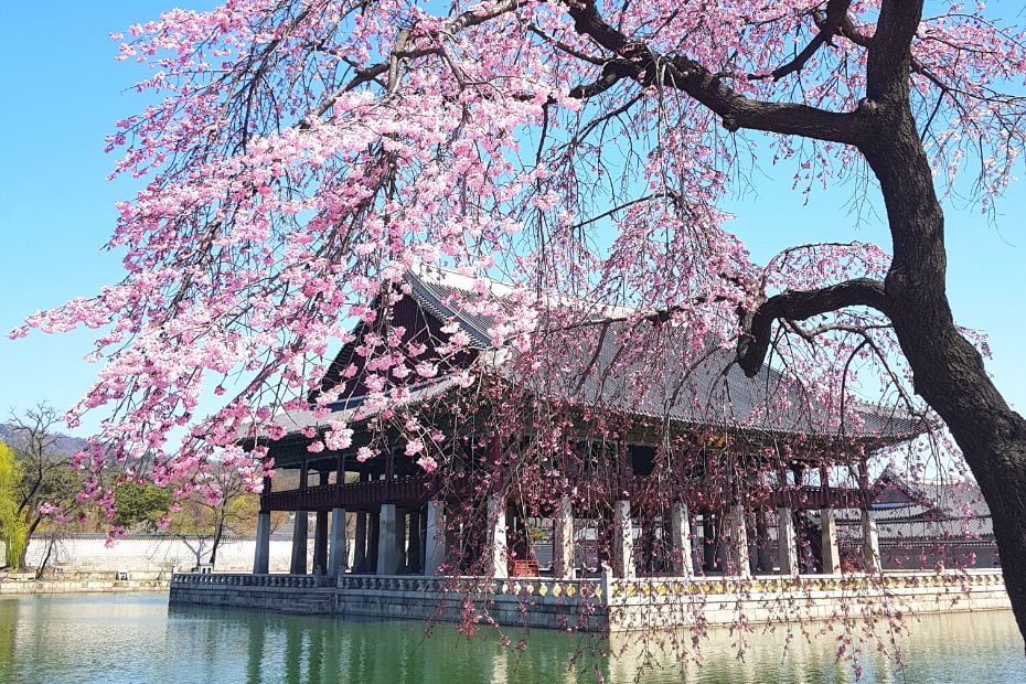 Best Korean Spring Festivals Include Cherry Blossoms