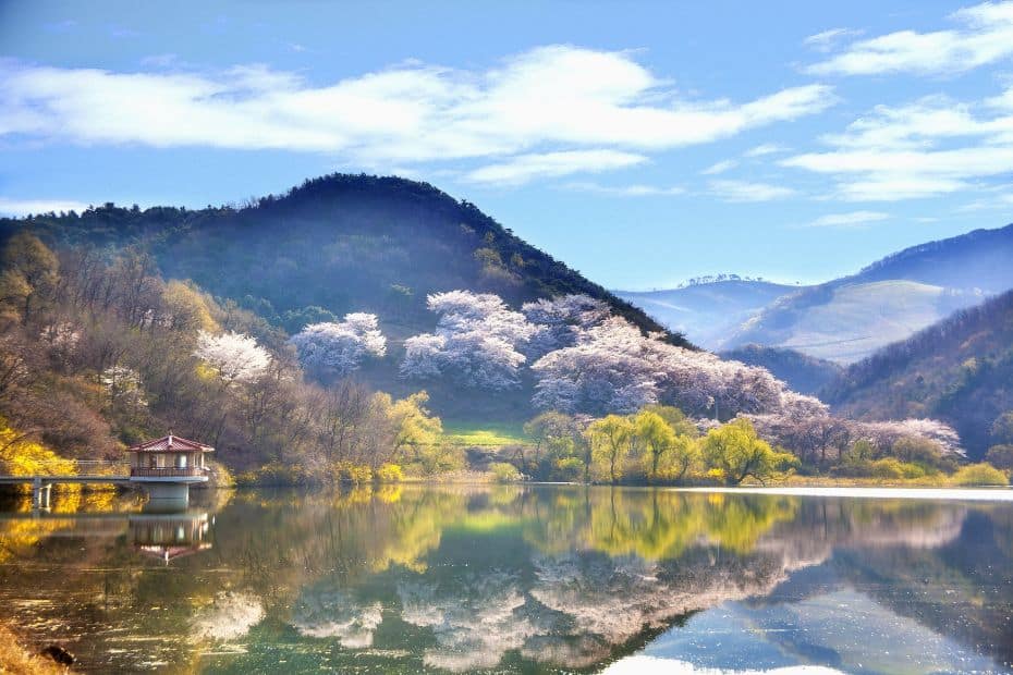 Cherry blossoms reflected in lake in Korea in Spring