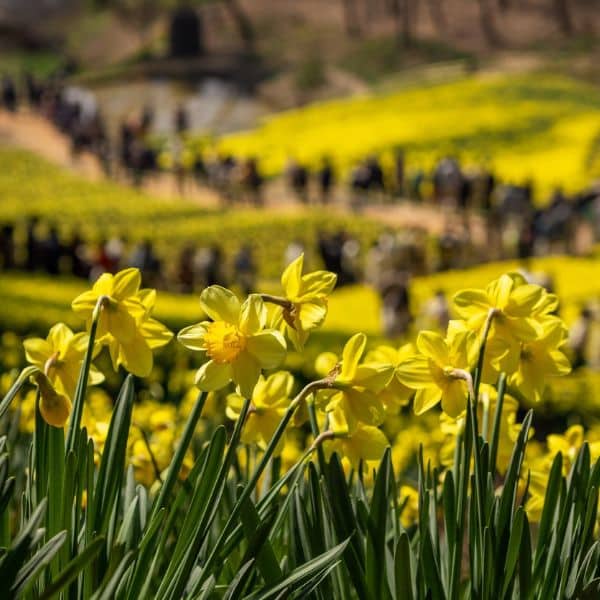 Daffodils at The House of Yu Gi-Bang in Korea