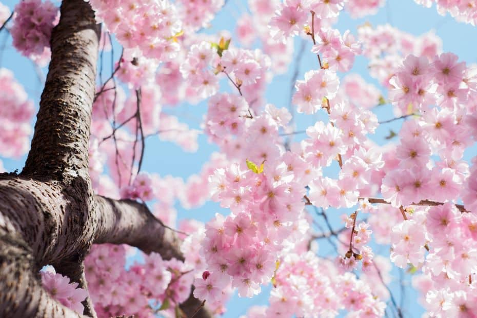 Korean cherry blossom festivals in spring