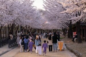 Best Korean Spring Festivals 2024: Nature, Culture, Blossoms