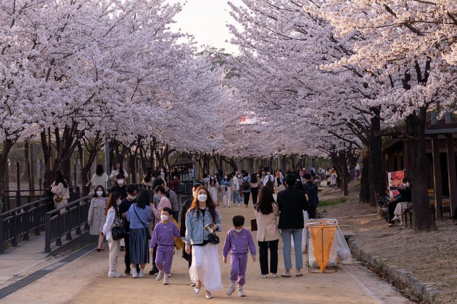 People attending a cherry blossom festival in Korea
