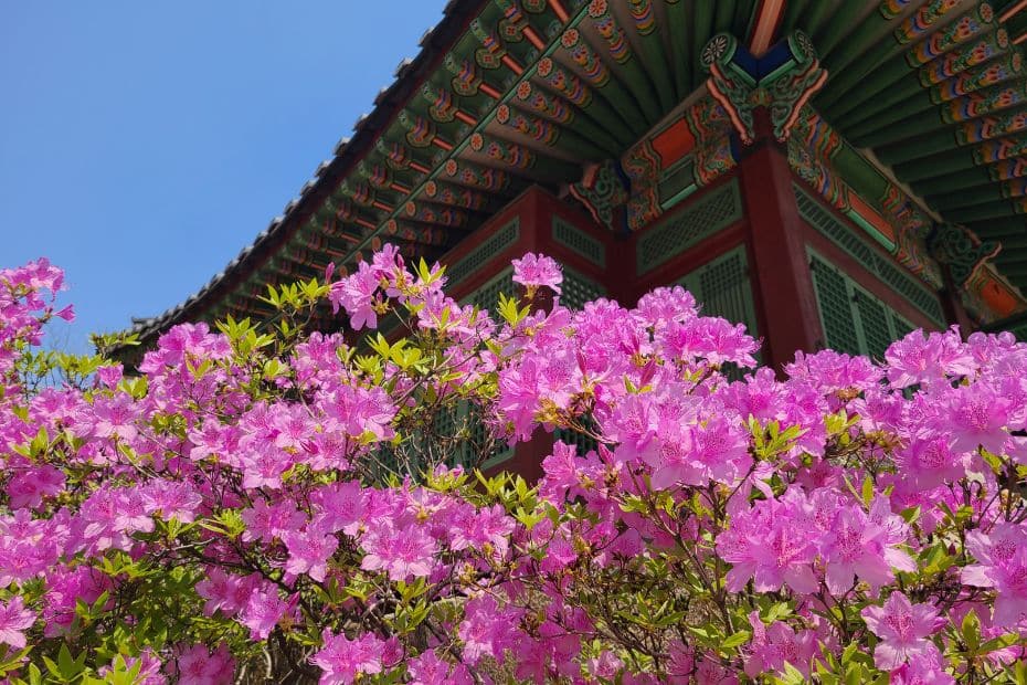 Spring flowers during a festival in Seoul