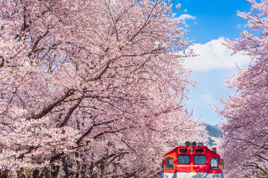 Train at Cherry Blossom Festival In Korea