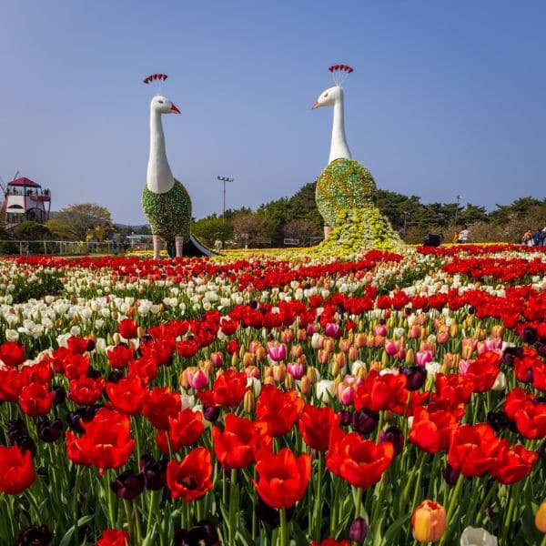 Tulips at the Taean Tulip Festival In Korea
