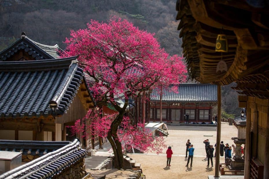 plum blossoms at Hwaomsa Buddhist Temple in Jirisan National Park.