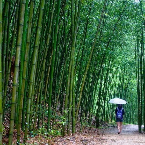 Damyang International Bamboo Festival Korea