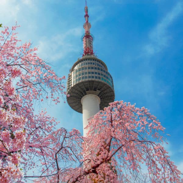 N Seoul Tower With Cherry Blossoms