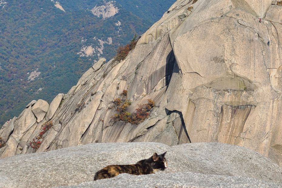 Cat on top of Baegundae Peak in Korea