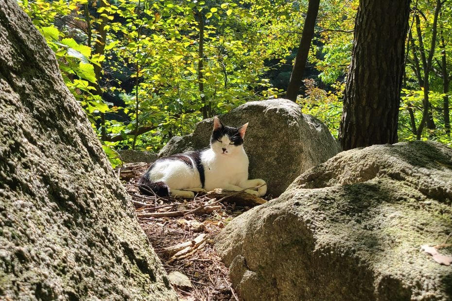 How To Hike Bukhansan Baegundae Peak: Seoul's Best Hike 2025 28 Wild cat in Bukhansan National Park