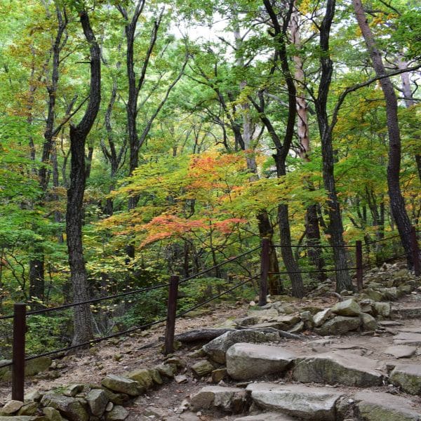 Hiking path in Seoraksan National Park
