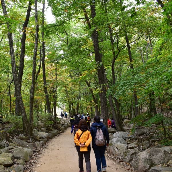 Valley Path At Seoraksan National Park