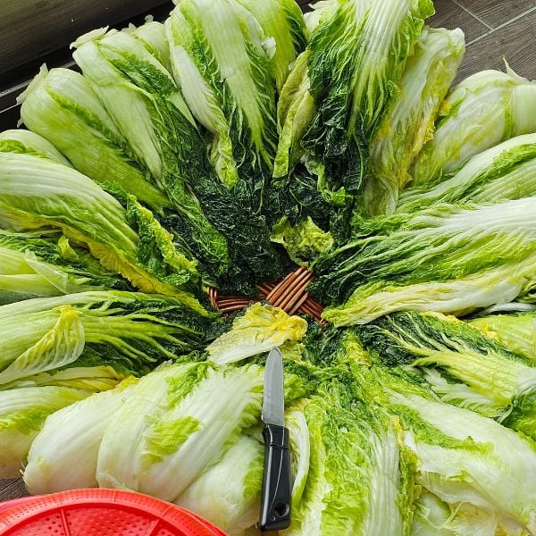 Baechu cabbage prepared for kimchi making day