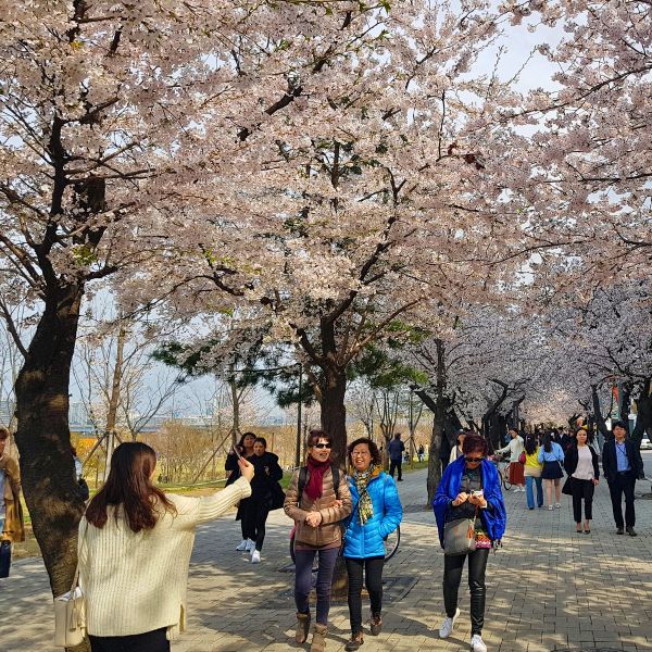 Cherry Blossoms in Yeouido Neighbourhood