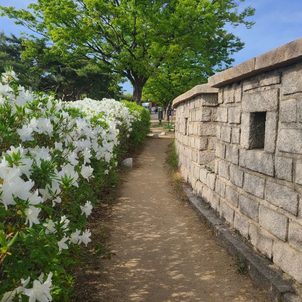 Seoul fortress walls with white flowers