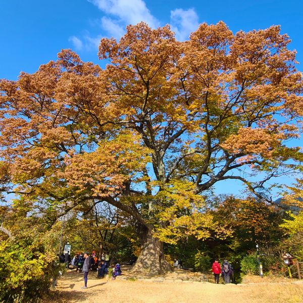 Dangsan Namu Guardian Tree