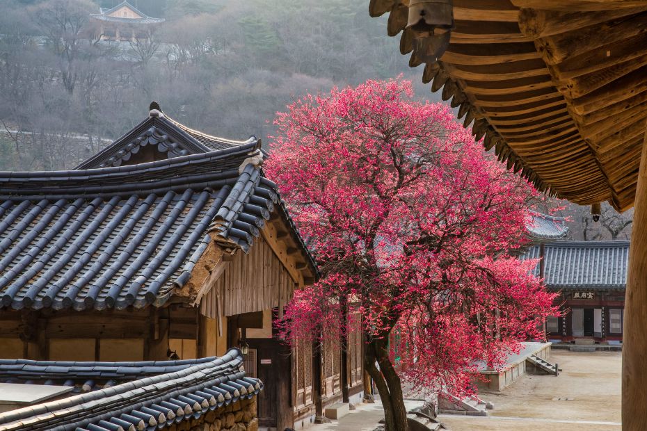 Day trips from Seoul to Korean temples