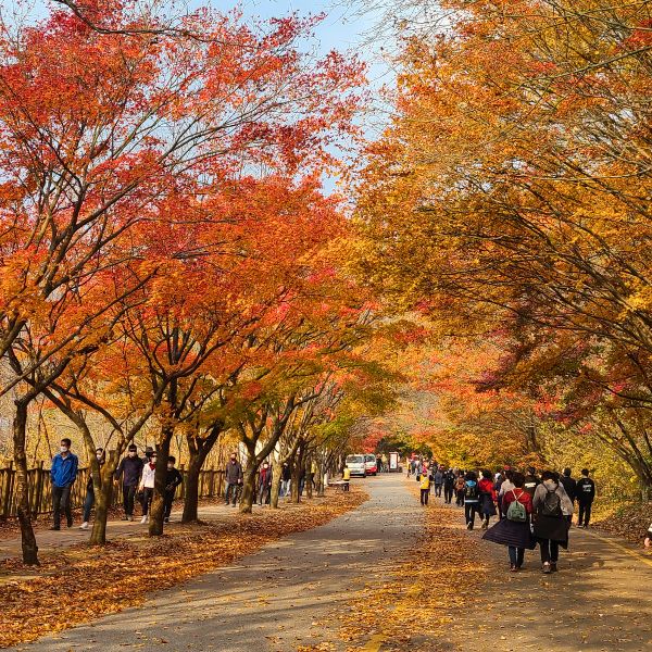 Maple Tree Tunnel in Naejangsan