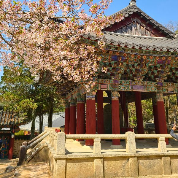 Temple and Cherry Blossoms In Korea