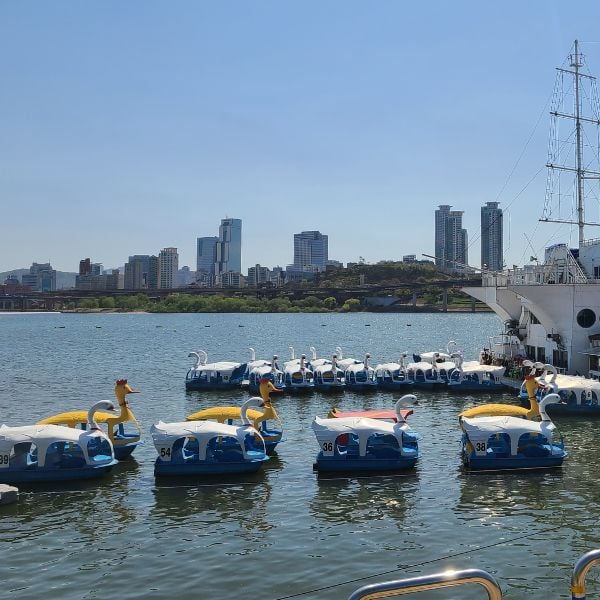 Swan boats in Seoul at Ttukseom Park