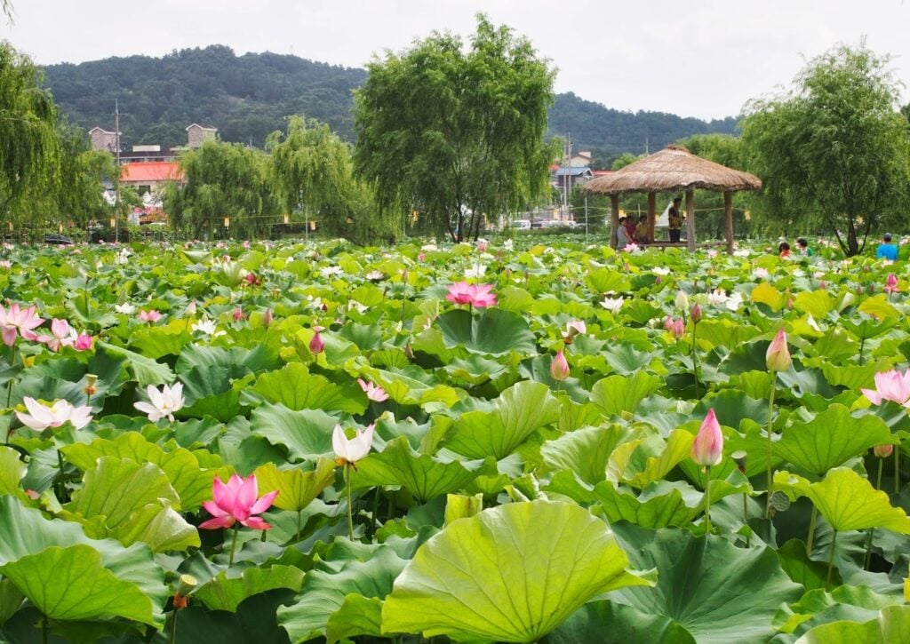 Gungnamji Pond is surrounded by beautiful lotus flowers
